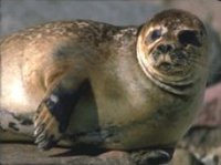 200px-Seal.jpg