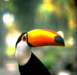 250px-Tocotoucan.jpg