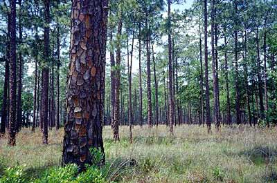 Southeastern-conifer-forests.jpg