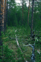 200px-Arctic pine forest.gif