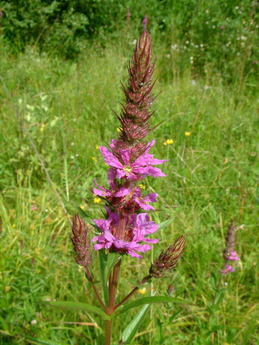 Purple loosestrife.jpg