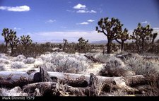 225px-Mohave Desert.jpg