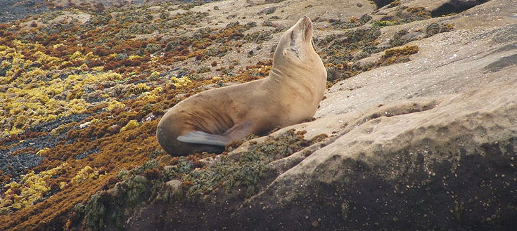 Sealion.jpg