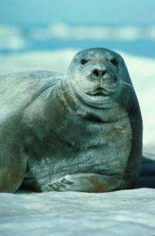 225px-Bearded Seal 1.jpg