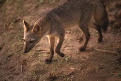 250px-Crab-eating fox.jpg