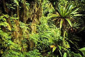 300px-Rota Island, North Marianas Islands.jpg