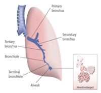 200px-Human lung diagram-DPM.gif