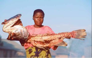 300px-Nile perch.JPG