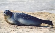 180px-Caspian Seal 1.jpg