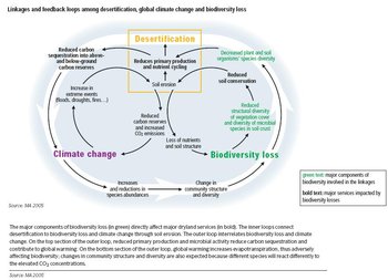 350px-Fig 3 feedback loops.JPG