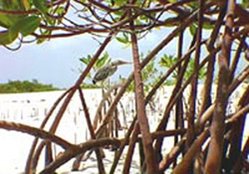 249px-Bahamian mangroves 1.jpg