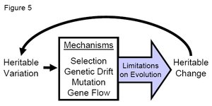 300px-Figure5 evolution.jpg