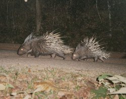 250px-Porcupines.jpg