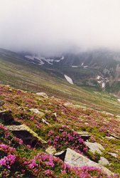 250px-Wildflower species, Paringul Mare, Southern Carpathians, Romania.jpg