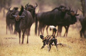 300px-Serengetiwildebeest.jpg