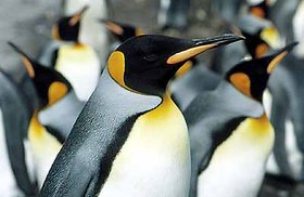 280px-Aptenodytes patagonicus PENGUINS.jpg
