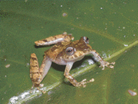 200px-Eleutherodactylus cruentus.gif