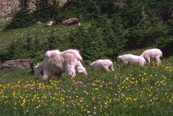 250px-Northern Cordillera forests 2.jpg