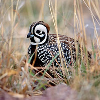 199px-Montezuma quail.jpg