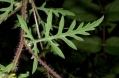 Ragweed-Annual USDA.jpg