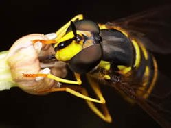 249px-Syrphid fly nectaring USFS AlexWild 3.jpg