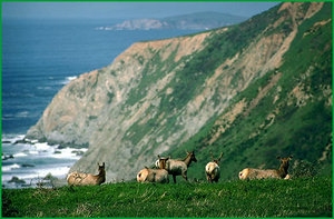 300px-Point Reyes a.jpg