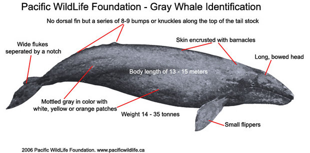 620px-Graywhale.jpg