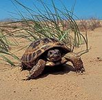 149px-Steppe tortoise.jpg