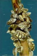 199px-Zebra mussels.gif