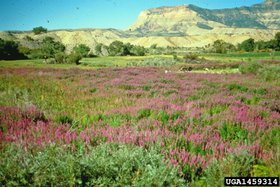 280px-Purple Loosestrife 2.jpg