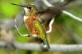 Rufous1.jpg