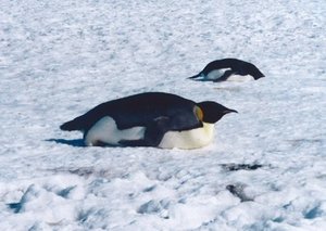 300px-Emperor Penguin2.jpg