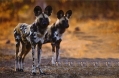 African-wild-dogs.jpg