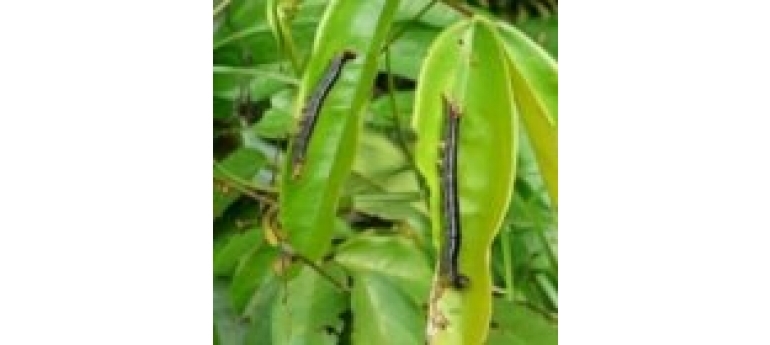 Catepillar-Achae catocaloides rena Liberian Ministry of Agriculture4.jpg