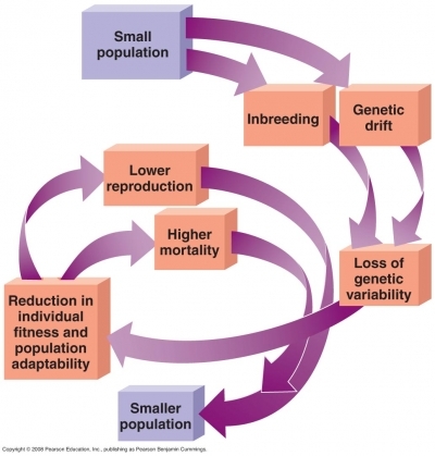 Extinction Vortex Diagram.jpg