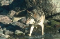 Comment on Proposal to Remove ESA Protection...