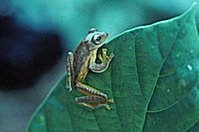 199px-Flying frog aurora national park.jpg