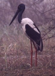 250px-Black stork.jpg