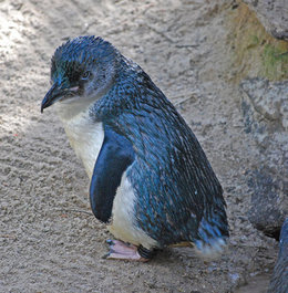 260px-Little Penguin 2.jpg