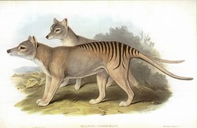 280px-Tasmanian tiger.jpg