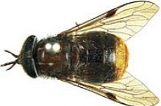 Scaptia beyonceae: new species of fly