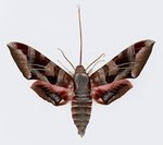 150px-Hawk moth USFS JosephScheer.jpg