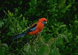 250px-Rosella.jpg