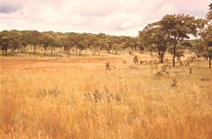 300px-Bikuar National Park, Huila province.jpg