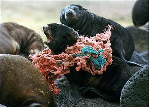 300px-Northern fur seal entangled.jpg