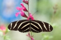 Heliconius charithonia Kaldari 1 cropped.jpg