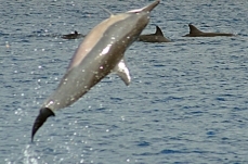 Spinner dolphin