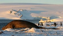 220px-Southern elephant seal 2.jpg