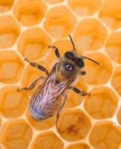 250px-USDA Bee.jpg