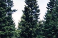 Grandfir.jpg